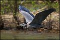 _0SB8210 great-blue heron